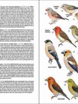 Field Guide to the Birds of Macaronesia sample page