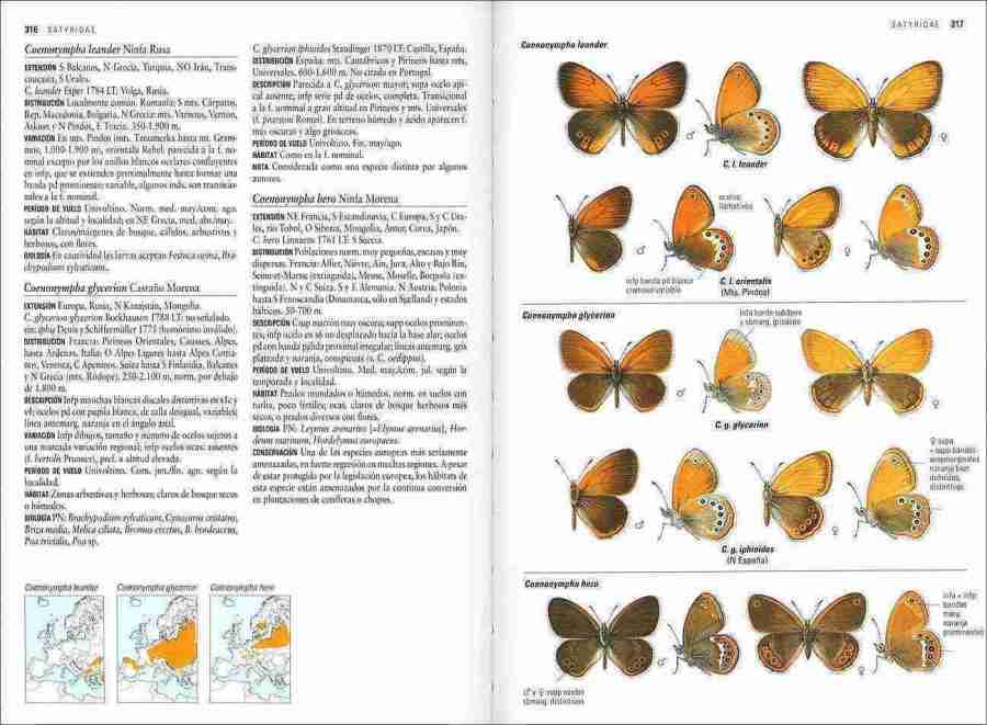 Mariposas de España y Europa sample page