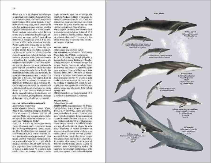 Flora y fauna de Chile. Guía de identificación sample page