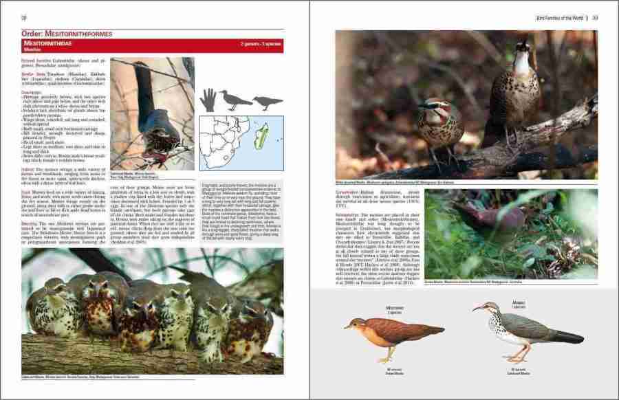 Bird Families of the World sample page