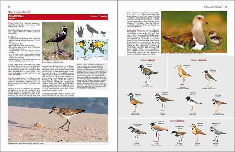 Bird Families of the World sample page