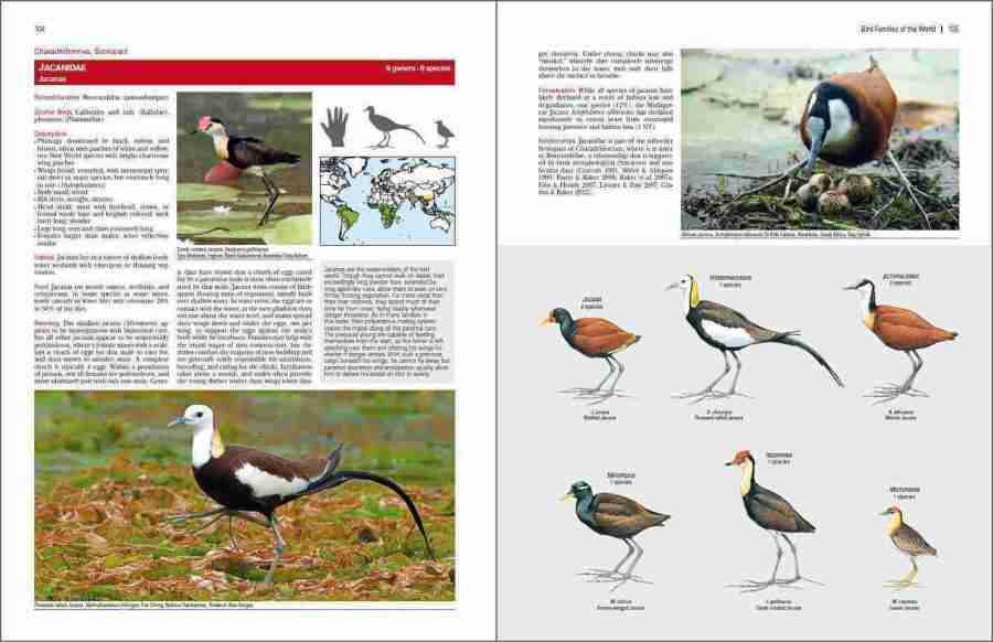 Bird Families of the World sample page