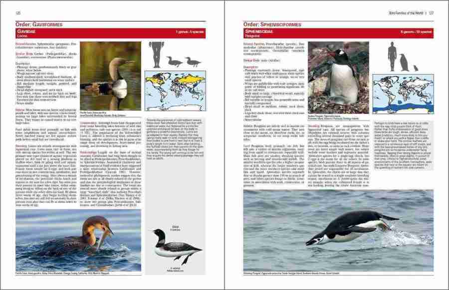 Bird Families of the World sample page