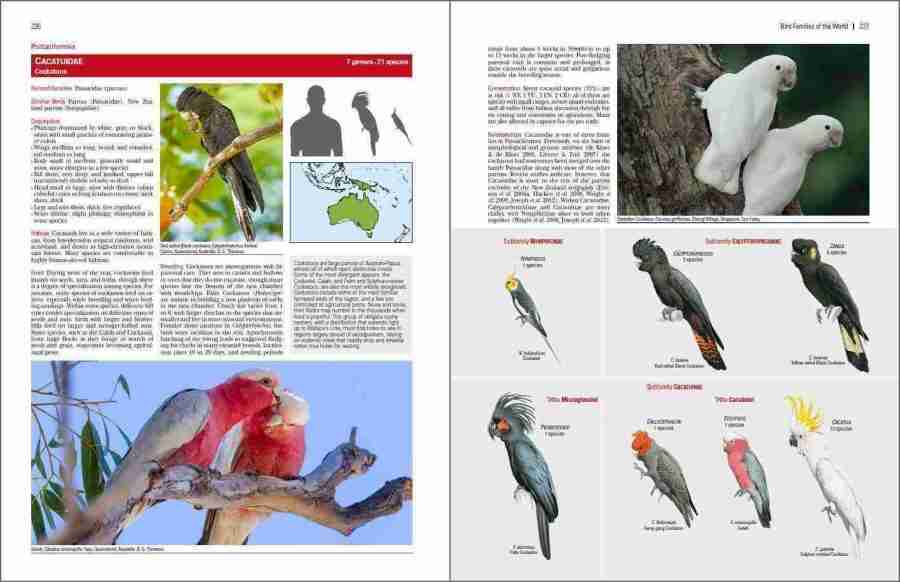 Bird Families of the World sample page