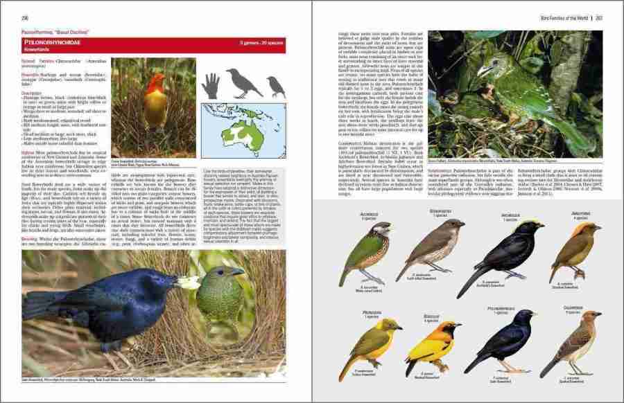 Bird Families of the World sample page