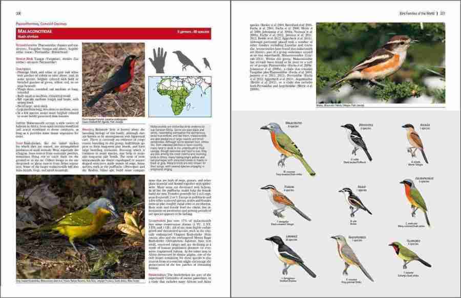 Bird Families of the World sample page