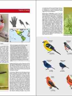 Bird Families of the World sample page