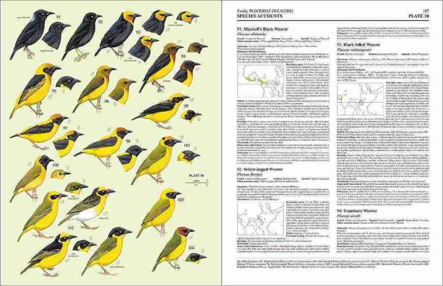 Handbook of the Birds of the World - Volume 15 sample page