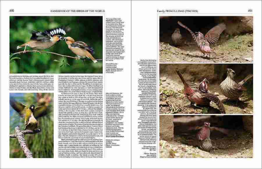 Handbook of the Birds of the World - Volume 15 sample page