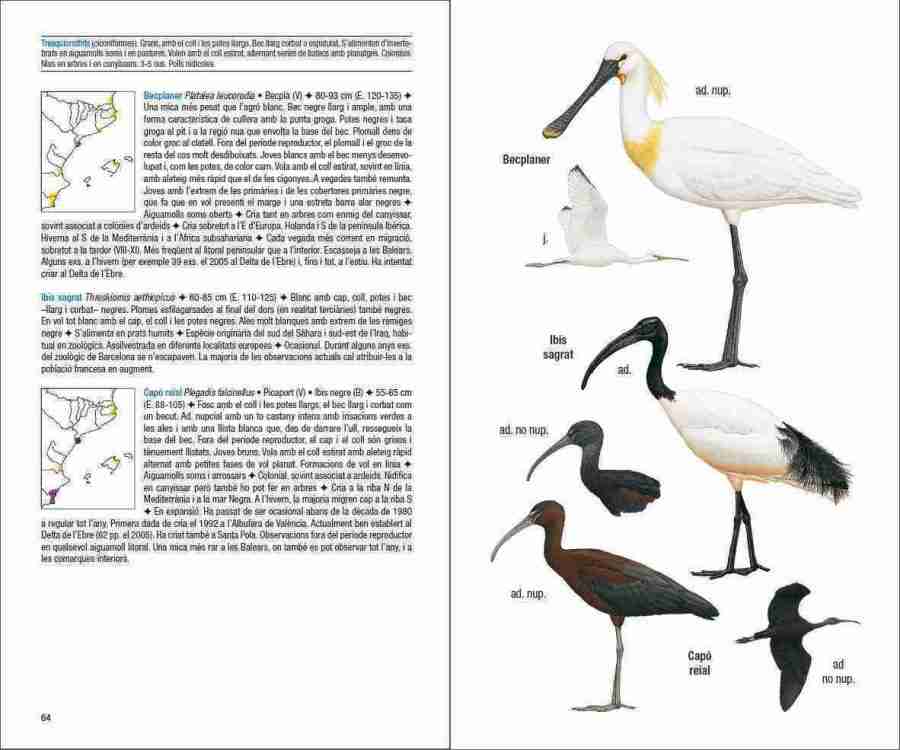 Ocells de Catalunya, País Valencià i Balears sample page