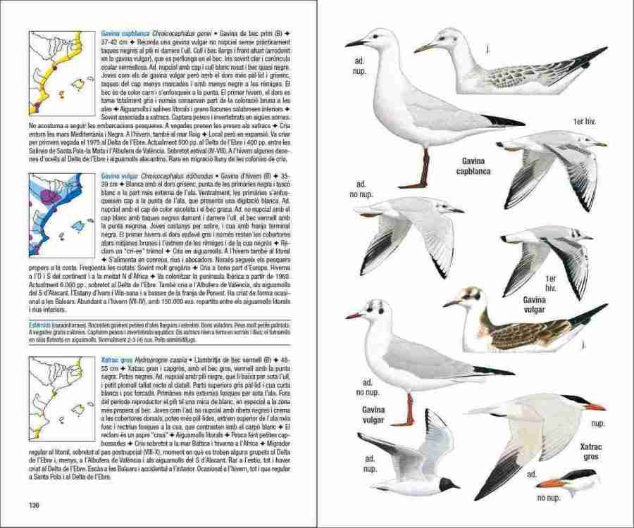 Ocells de Catalunya, País Valencià i Balears sample page