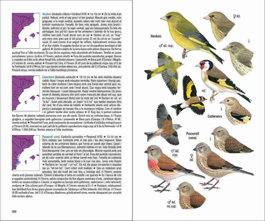 Ocells de Catalunya, País Valencià i Balears sample page