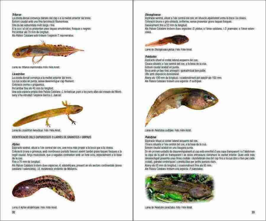 Amfibis i rèptils de Catalunya, País Valencià i Balears sample page