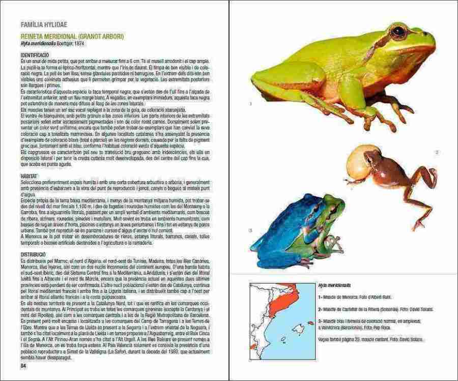 Amfibis i rèptils de Catalunya, País Valencià i Balears sample page