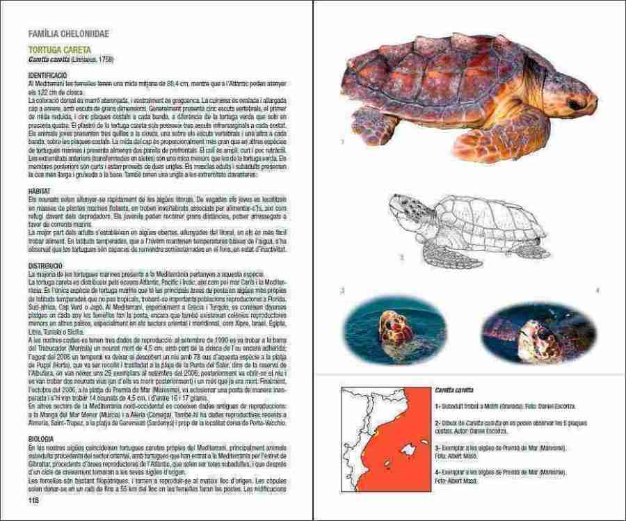 Amfibis i rèptils de Catalunya, País Valencià i Balears sample page