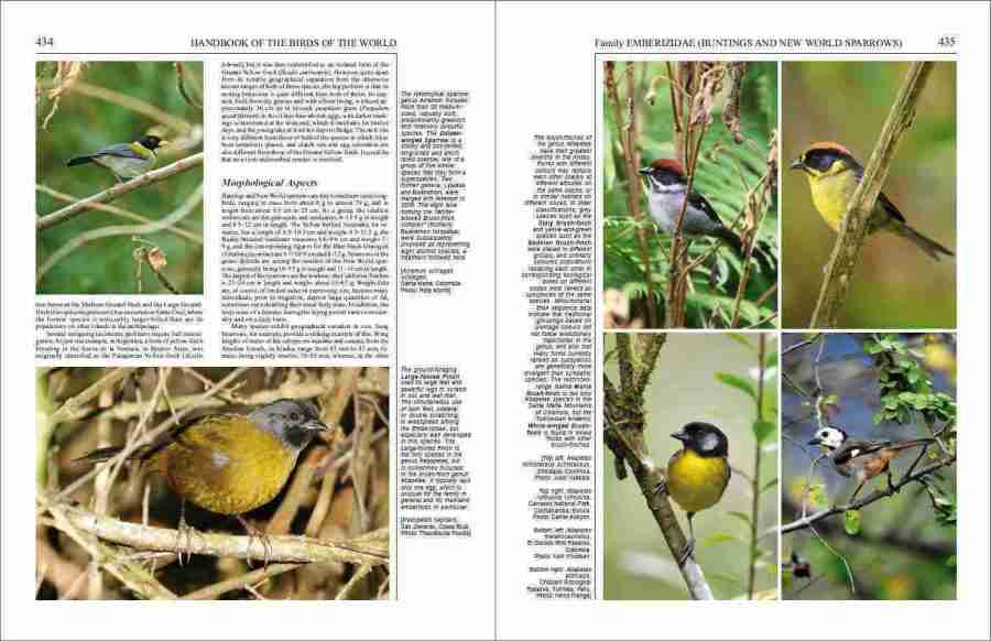 Handbook of the Birds of the World - Volume 16 sample page