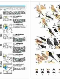 Birds of South Asia sample page