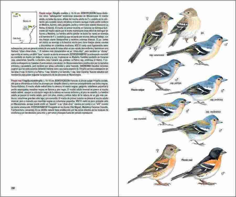 Aves de Macaronesia sample page