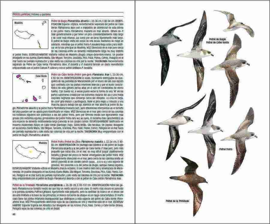 Aves de Macaronesia sample page