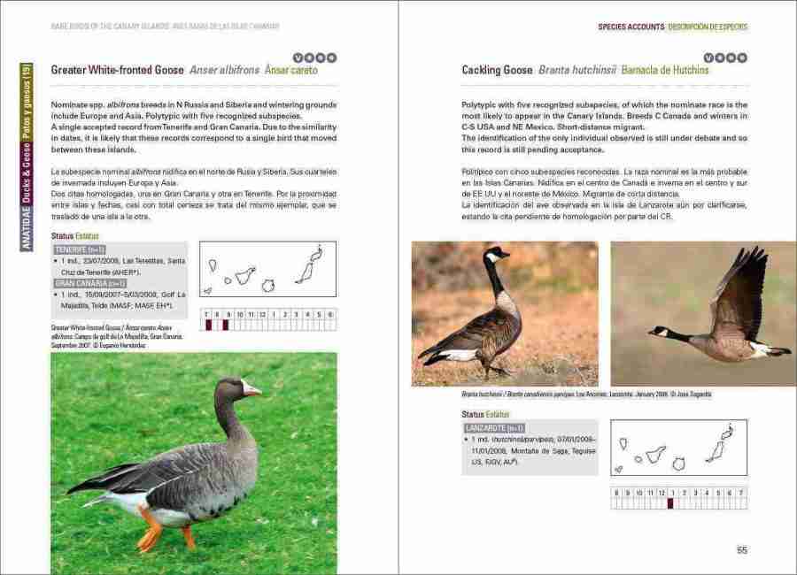 Rare Birds of the Canary Islands / Aves raras de las Islas Canarias sample page