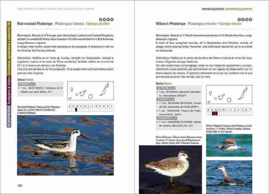 Rare Birds of the Canary Islands / Aves raras de las Islas Canarias sample page