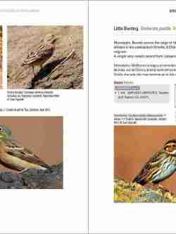 Rare Birds of the Canary Islands / Aves raras de las Islas Canarias sample page