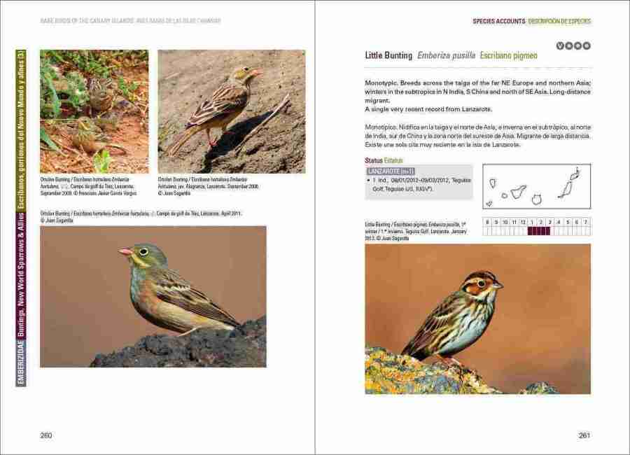 Rare Birds of the Canary Islands / Aves raras de las Islas Canarias sample page