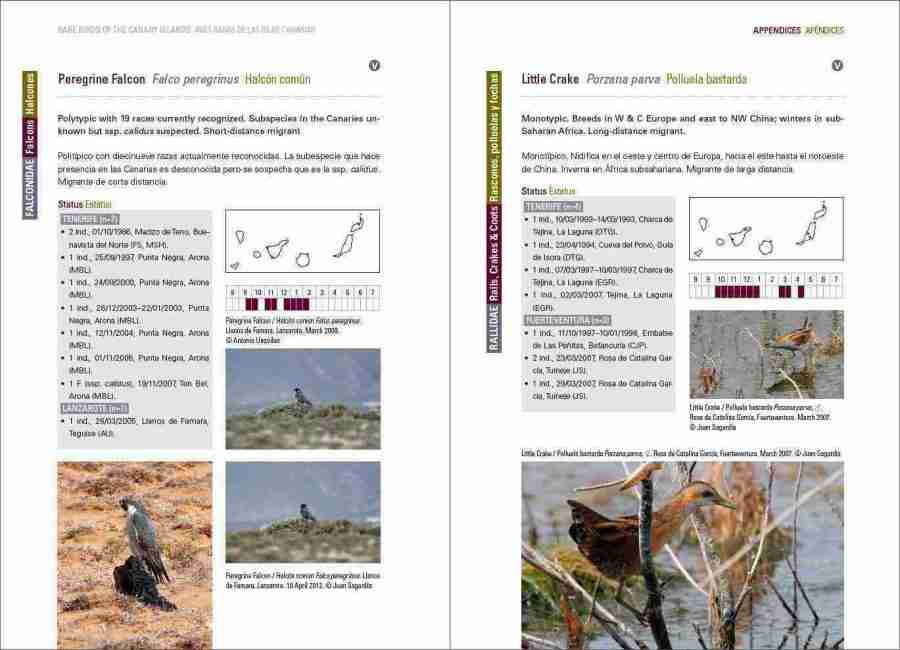 Rare Birds of the Canary Islands / Aves raras de las Islas Canarias sample page